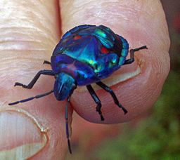 Jewel Beetle